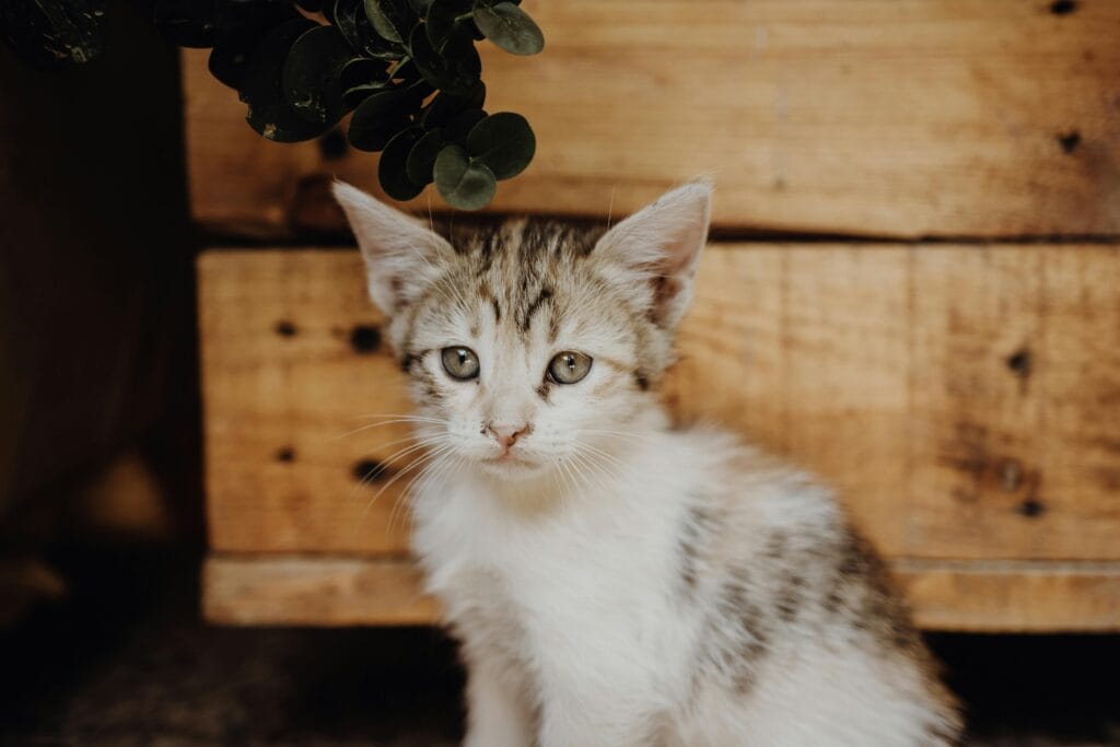 The Ultimate Guide to Hyperthyroidism in Cats: Symptoms, Treatment, and Care hyperthyroidism in cats