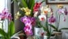 are orchids toxic to cats