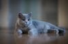 British Shorthair Cats