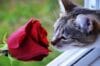 Are Roses Toxic to Cats