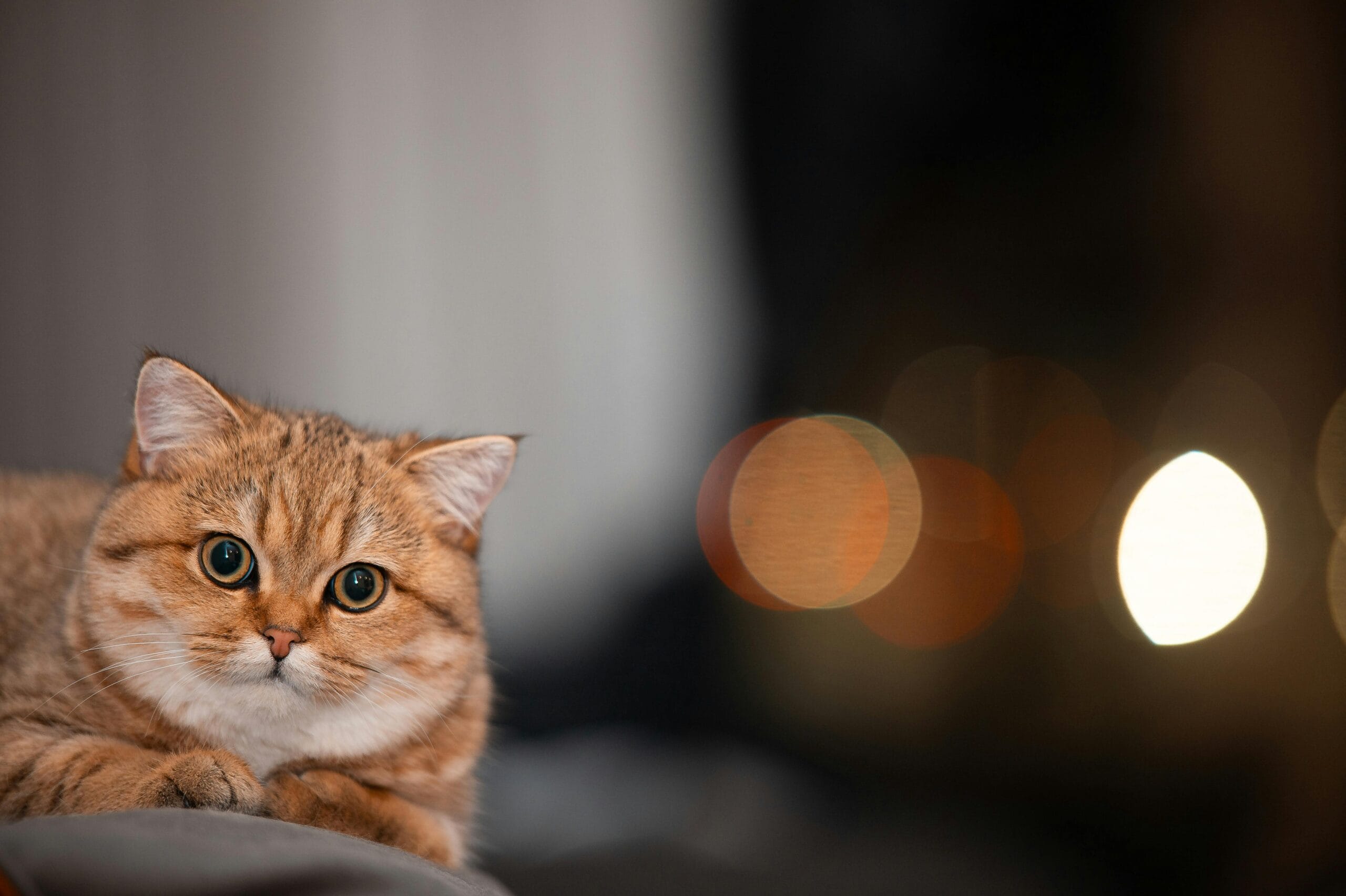 The Comprehensive Guide to Cat Neutering: Everything You Need to Know Cat Neutering