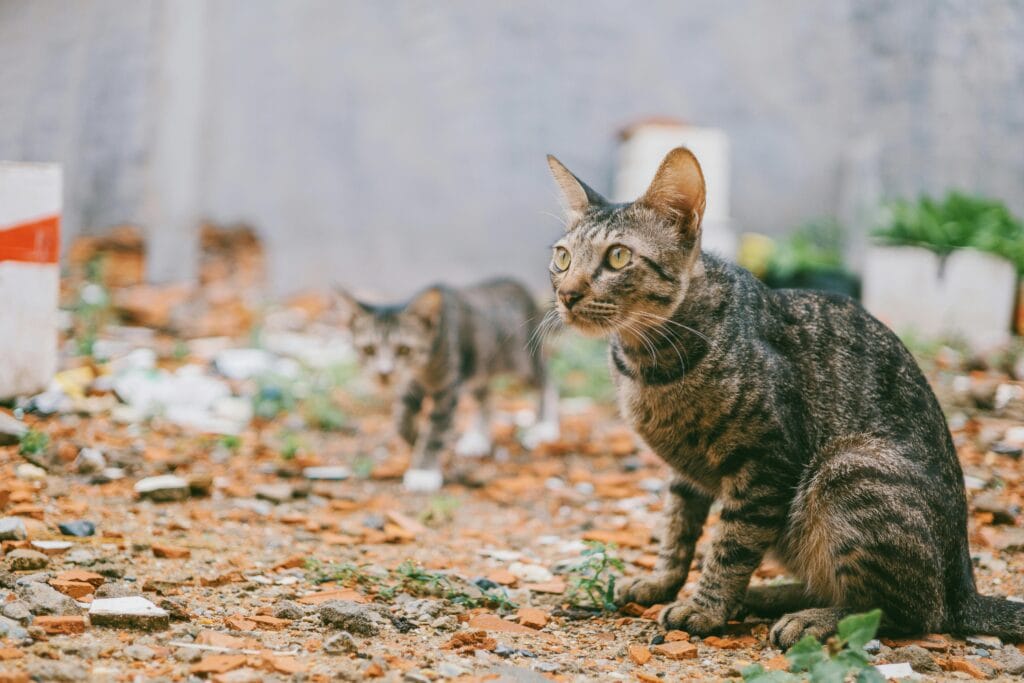 The Complete Guide to Mange in Cats: From Diagnosis to Recovery MANGE IN CATS