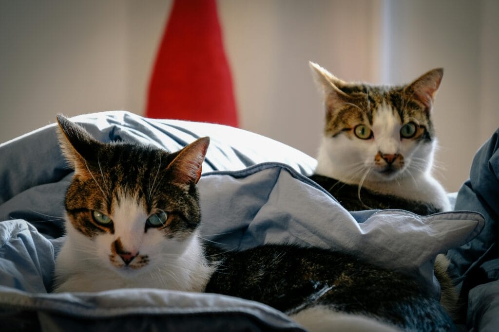 The Complete Guide to Mange in Cats: From Diagnosis to Recovery MANGE IN CATS