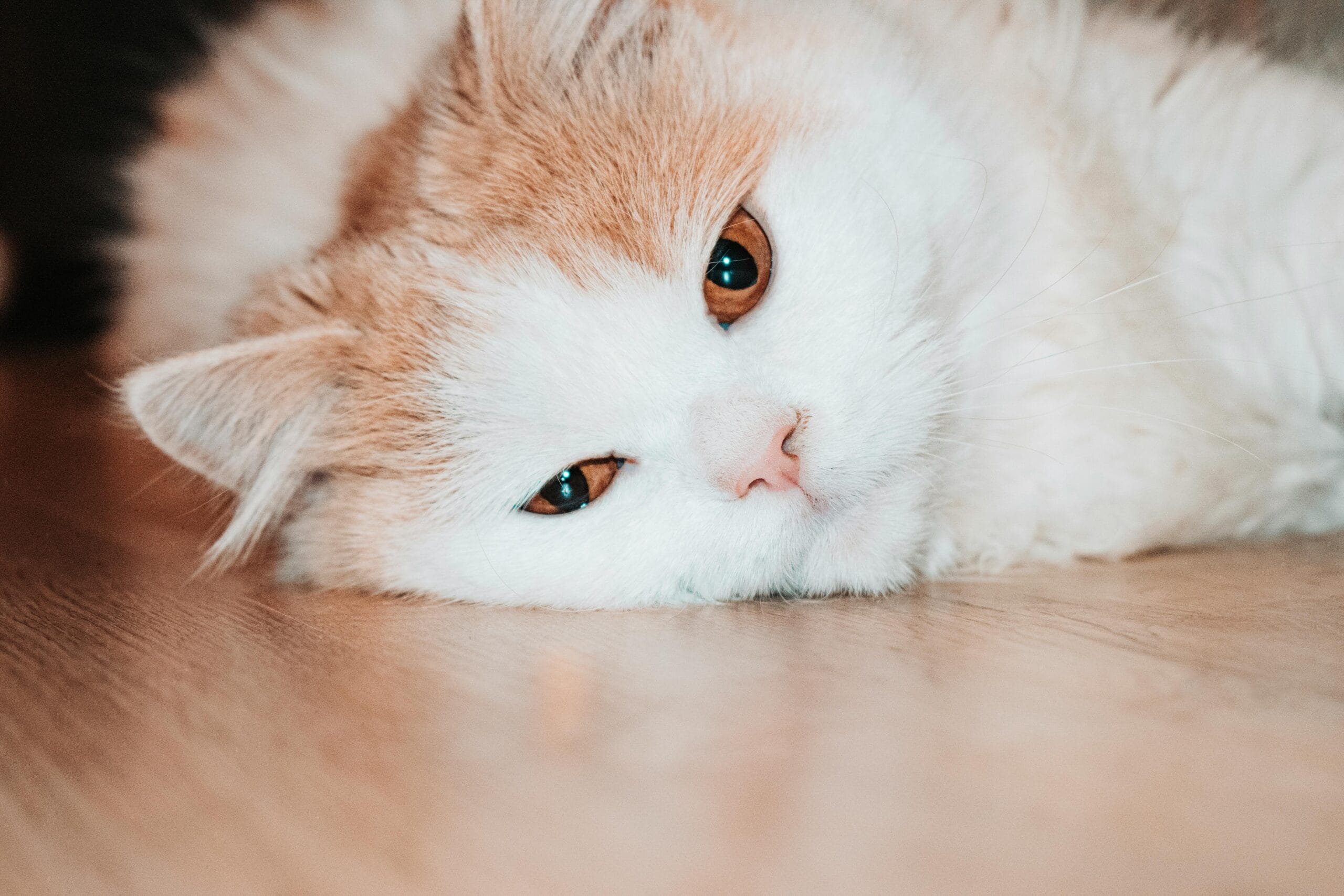 The Complete Guide to Mange in Cats: From Diagnosis to Recovery MANGE IN CATS