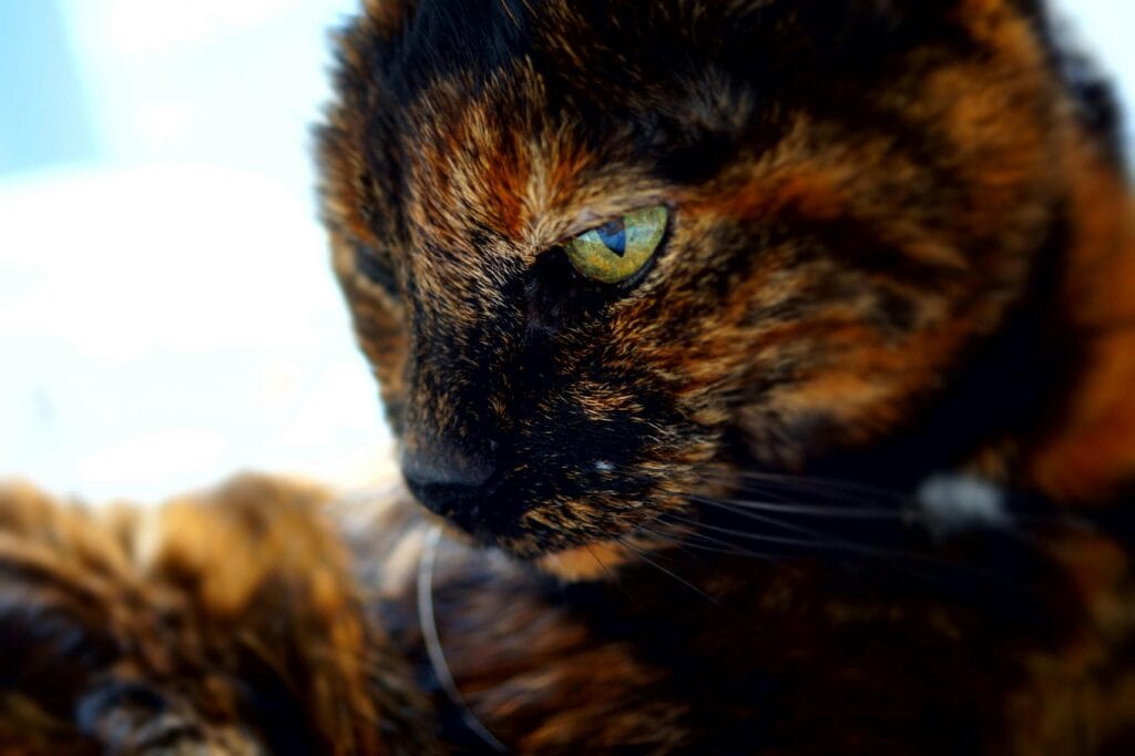 tortoiseshell cat folklore TORTOISESHELL CATS