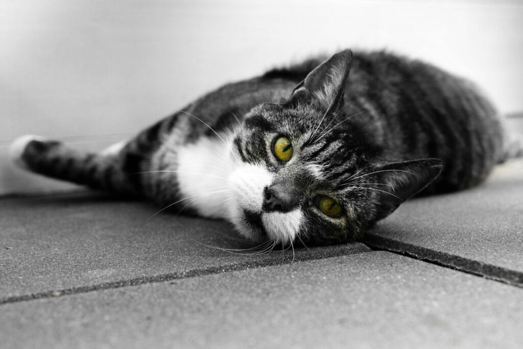 The Comprehensive Guide to Cat Neutering: Everything You Need to Know Cat Neutering