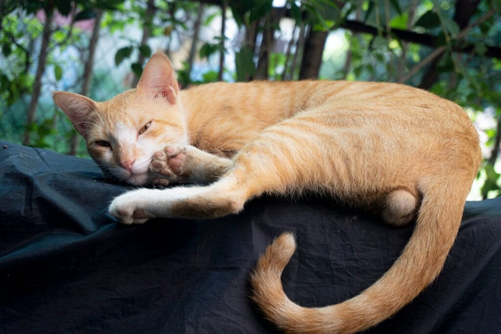 Why Do Cats Tails Fall Off? Feline Tail Loss Explained why do cats tails fall off