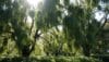 is eucalyptus safe for cats