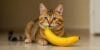 Can Cats Eat Bananas