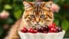 can cats eat cherries