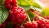 can cats eat raspberries