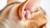 healthy cat ears