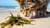 Can Cats Eat Seaweed