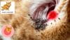 signs of ear mites in cats