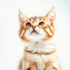 Why Are Cats So Cute