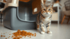 cat poop outside the litter box