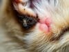 best ear mite treatment for cats