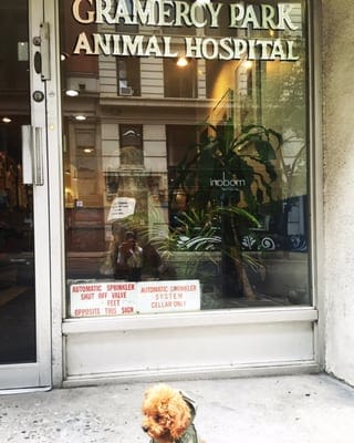 Vet near me