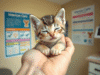 Kitten Vaccination Schedule
