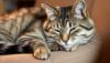 aging cat behavior