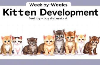 kitten development stages