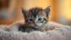 kitten facts