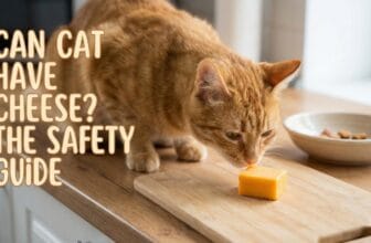 Can Cat Have Cheese