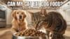Can My Cat Eat Dog Food