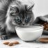 Apples and Felines: can cats eat apples?