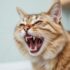 Hyperthyroidism in Aging Cats: Diagnosis, Treatment, and Care Tips for Cat Owners