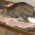 Why Does My Cat Follow Me Everywhere | Cat Behavior