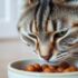 Cat Diarrhea: What to Do and When to Worry