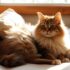 Alternatives to Declawing a Cat