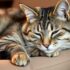 How to Recognize and Treat Plant Poisoning in Cats