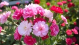 Are carnations toxic to CATs? Pet Safety Guide