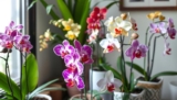 are orchids toxic to cats? Pet Safety Guide