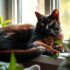 Tuxedo Cat: Elegant Feline with Black and White Coat