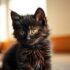Adorable Brown Tabby Kitten: Playful Companion