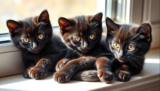 Adorable Bombay Kittens: Your Ultimate Guide
