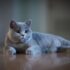 Revealed: can cats comprehend what we are saying to them?