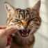 Dealing with an Aggressive Cat? Here’s What to Do