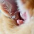 10 Powerful Tips for Optimal Cat Ear Health Every Owner Should Follow