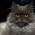 Persian Cat Care: Essential Guide for New Owners