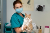 How Often Should I Take My Cat to the Vet | Care Guide