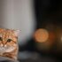 Types of Cats: A Comprehensive Guide to Cat Breeds