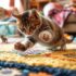 Can Cats Eat Pineapple – Safe Feeding Guide for Pets