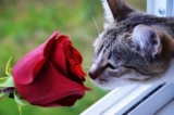 Are Roses Toxic to Cats? Pet Safety Guide