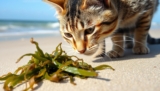Can Cats Eat Seaweed? 5 Surprising Benefits and Risks You Need to Know