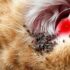 10 Powerful Tips for Optimal Cat Ear Health Every Owner Should Follow