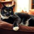 Black Cat: Fascinating Feline Facts & Care Tips
